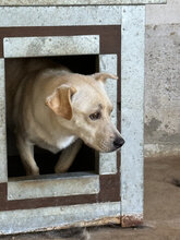 EDGAR, Hund, Mischlingshund in Ungarn - Bild 3