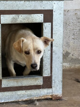 EDGAR, Hund, Mischlingshund in Ungarn - Bild 4