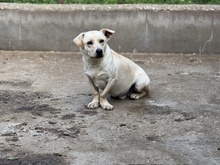 EDGAR, Hund, Mischlingshund in Ungarn - Bild 9