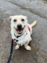 EDGAR, Hund, Mischlingshund in Sundern