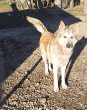 MACZKO, Hund, Siberian Husky in Ungarn - Bild 2