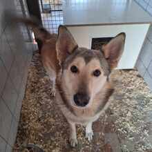 MACZKO, Hund, Siberian Husky in Ungarn - Bild 3