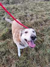 MACZKO, Hund, Siberian Husky in Ungarn - Bild 4