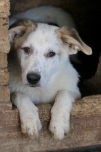 KUCHEN, Hund, Mischlingshund in Rumänien - Bild 1