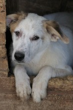 KUCHEN, Hund, Mischlingshund in Rumänien - Bild 10