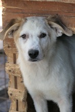KUCHEN, Hund, Mischlingshund in Rumänien - Bild 11