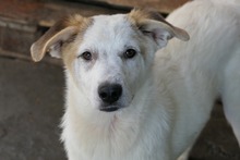 KUCHEN, Hund, Mischlingshund in Rumänien - Bild 12