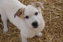 KUCHEN, Hund, Mischlingshund in Rumänien - Bild 2