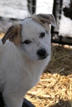 KUCHEN, Hund, Mischlingshund in Rumänien - Bild 6