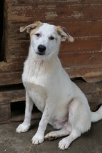 KUCHEN, Hund, Mischlingshund in Rumänien - Bild 7