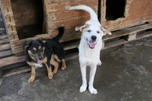 KUCHEN, Hund, Mischlingshund in Rumänien - Bild 8