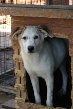KUCHEN, Hund, Mischlingshund in Rumänien - Bild 9