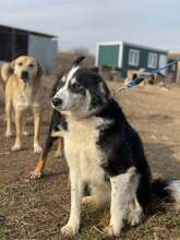 ROSINA, Hund, Mischlingshund in Rumänien - Bild 9