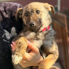 TINKY, Hund, Mischlingshund in Rumänien - Bild 2