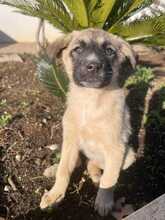 ONDRA, Hund, Mischlingshund in Italien - Bild 3