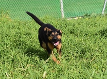 LUCIO, Hund, Deutscher Schäferhund-Mix in Berlin - Bild 3