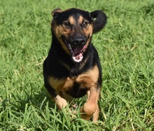 LUCIO, Hund, Deutscher Schäferhund-Mix in Berlin - Bild 4