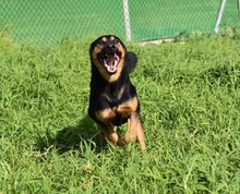 LUCIO, Hund, Deutscher Schäferhund-Mix in Berlin - Bild 5