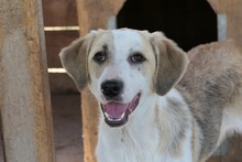 KLARA, Hund, Mischlingshund in Baiersdorf