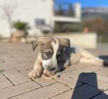 OPEL, Hund, Mischlingshund in Italien - Bild 2