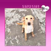 SHUSHI, Hund, Mischlingshund in Bulgarien - Bild 1