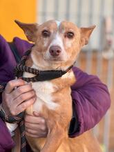 CUQUI, Hund, Podenco in Spanien - Bild 1