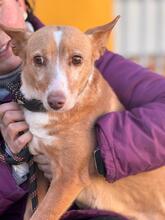 CUQUI, Hund, Podenco in Spanien - Bild 2