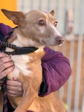 CUQUI, Hund, Podenco in Spanien - Bild 3