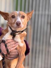 CUQUI, Hund, Podenco in Spanien - Bild 5