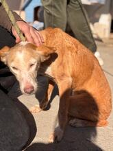 HURRONA, Hund, Podenco in Spanien - Bild 3