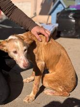 HURRONA, Hund, Podenco in Spanien - Bild 4