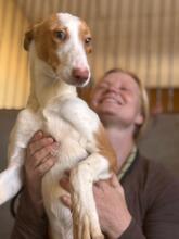 LALA, Hund, Podenco in Spanien - Bild 3