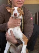 LALA, Hund, Podenco in Spanien - Bild 4