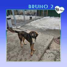 BRUNO2, Hund, Mischlingshund in Bulgarien - Bild 1