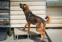 BRUNO2, Hund, Mischlingshund in Bulgarien - Bild 10
