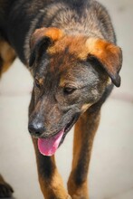BRUNO2, Hund, Mischlingshund in Bulgarien - Bild 11