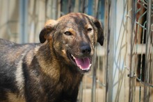 BRUNO2, Hund, Mischlingshund in Bulgarien - Bild 13