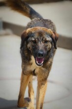 BRUNO2, Hund, Mischlingshund in Bulgarien - Bild 6