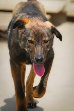 BRUNO2, Hund, Mischlingshund in Bulgarien - Bild 7