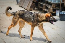 BRUNO2, Hund, Mischlingshund in Bulgarien - Bild 8