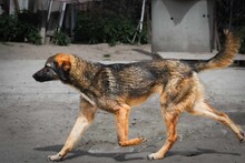 BRUNO2, Hund, Mischlingshund in Bulgarien - Bild 9