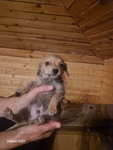 CHARLIE, Hund, Mischlingshund in Bulgarien - Bild 1