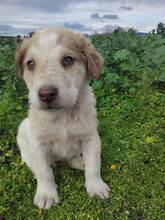 FABIO, Hund, Mischlingshund in Griechenland - Bild 3