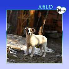 ARLO, Hund, Mischlingshund in Bulgarien - Bild 1