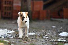 ARLO, Hund, Mischlingshund in Bulgarien - Bild 2