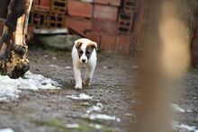 ARLO, Hund, Mischlingshund in Bulgarien - Bild 5