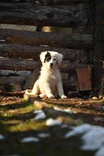 CHARLIE, Hund, Mischlingshund in Bulgarien - Bild 1