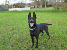 INTENS, Hund, Malinois-Mix in Spanien - Bild 1