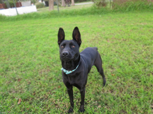 INTENS, Hund, Malinois-Mix in Spanien - Bild 8