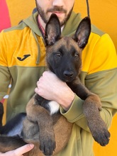 LOKI, Hund, Malinois-Mix in Spanien - Bild 1